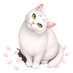 White cat name is ume