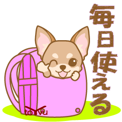 WANKOBIYORI(chihuahua)9