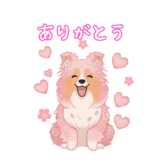 Flower Sheltie [Cherry Blossoms]