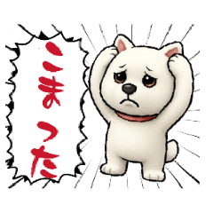 Cute & Handy Kishu dog