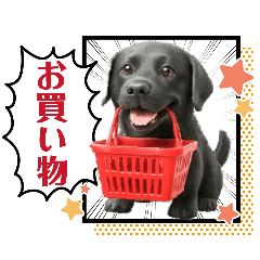 Cute & Handy Black Labrador Retriever