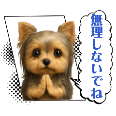 DAILY & CUTE yorkshire terrier