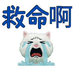 Taiwanese Turkish Angora 33