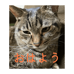 miya_20260217213019