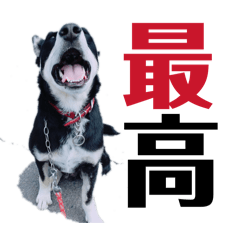 iroha_20260217213154