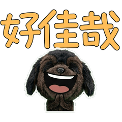 Moving Taiwanese Newfoundland 34