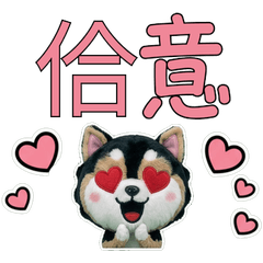 Moving Taiwanese Pomsky 34