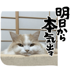 Yumichima_20260215115451