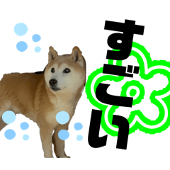 wan_chan_20260217220933