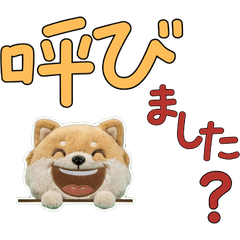 Moving Polite Pomchi 12