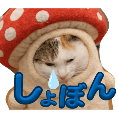 chie_20260215134832