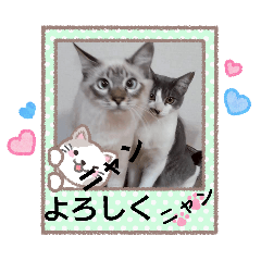 リアル猫トムとハナふたりは仲よしニャン