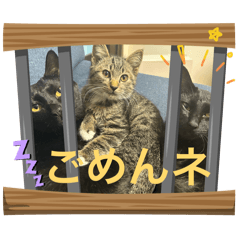 yanyanmi_20260217224916