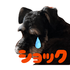 techore_20260217224711