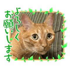 MUGIKO_20260217225733