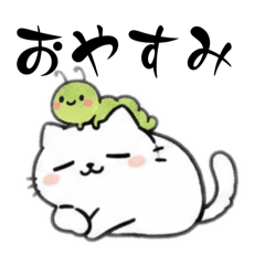 shark_20260212194129