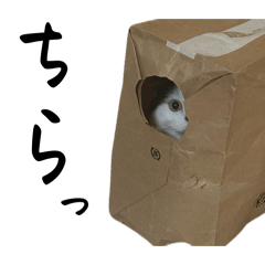 minori_20260218083100