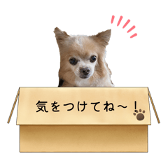 piichan_20260218082643