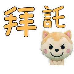 Taiwanese Pekingese 33