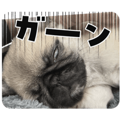 Pug_20260218040122