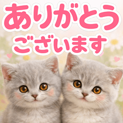 とびだす★ブリちゃん猫♡きづかい