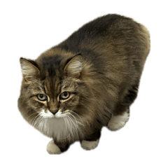 gu-chan_20260215154643