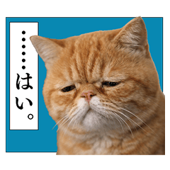 【毎日使える】猫スタンプ☆