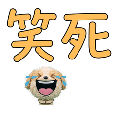 Taiwanese Pomapoo 33