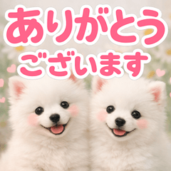 とびだす★日本スピッツ♡きづかい