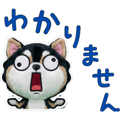 Moving Polite Pomsky 12