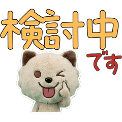 Moving Polite Minuet Cat 12