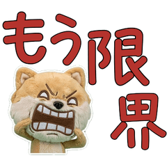 ぬいぐるみポメチワ9