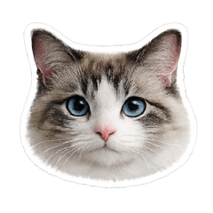 Chiroruchocochip_20260218065516