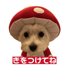 ponkotsu_20260218115443