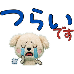 Moving Polite Maltipoo 12