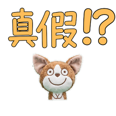 Taiwanese Devon Rex 33