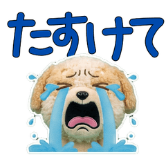 ตุ๊กตา ปอมปู 9th