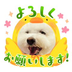 purinchan09282