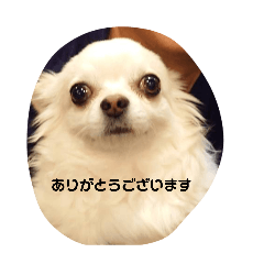 ajisai_20260218132204