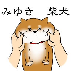 みゆきの柴犬