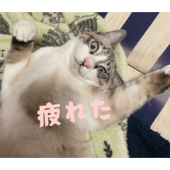 kanao_20260218201439