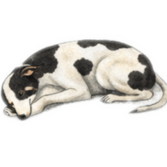 夢裡那隻長脖子狗