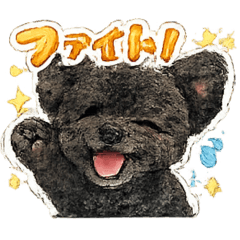 Black Toy Poodle (Daily Conversation)