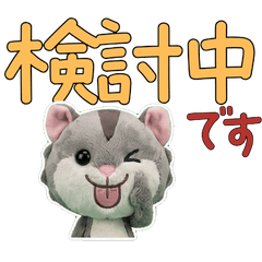 Polite Flying Squirrel 11