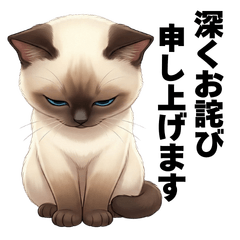 Tonkinese - Sorry, Pooh the Cat