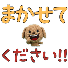 Polite Labradoodle 11