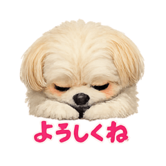 RIHO_20260218162814