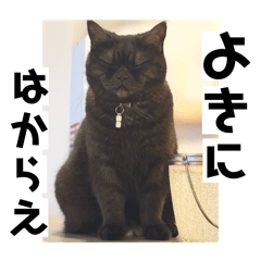 Kinaco_20260218155253