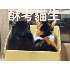 阿尼家的貓—全喵