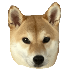 Shiba Inu Shio